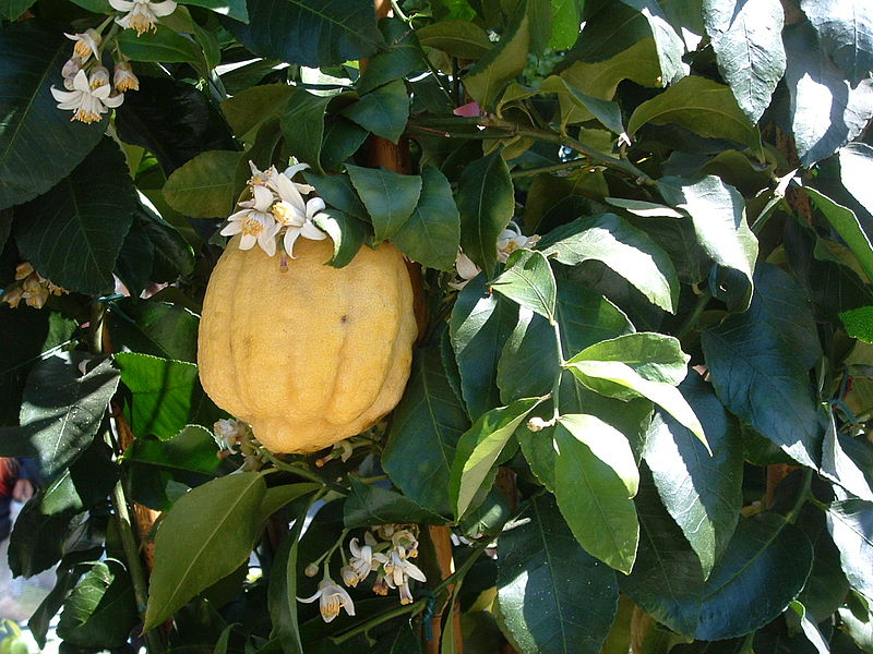 800px-Citrus_medica.jpg