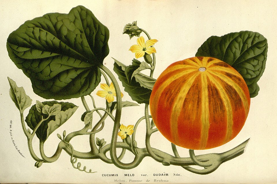 Flore_des_serres_v14_217a.jpg