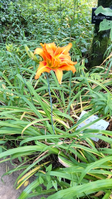 DSC_1590.JPG