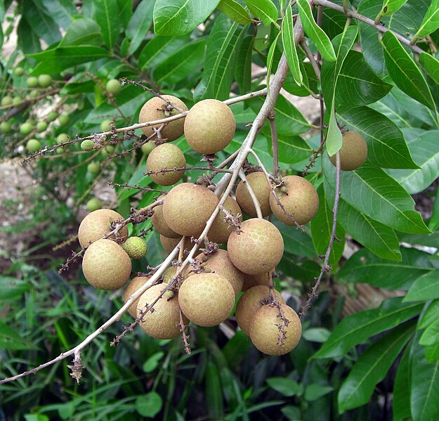 Longan_fruits.jpg