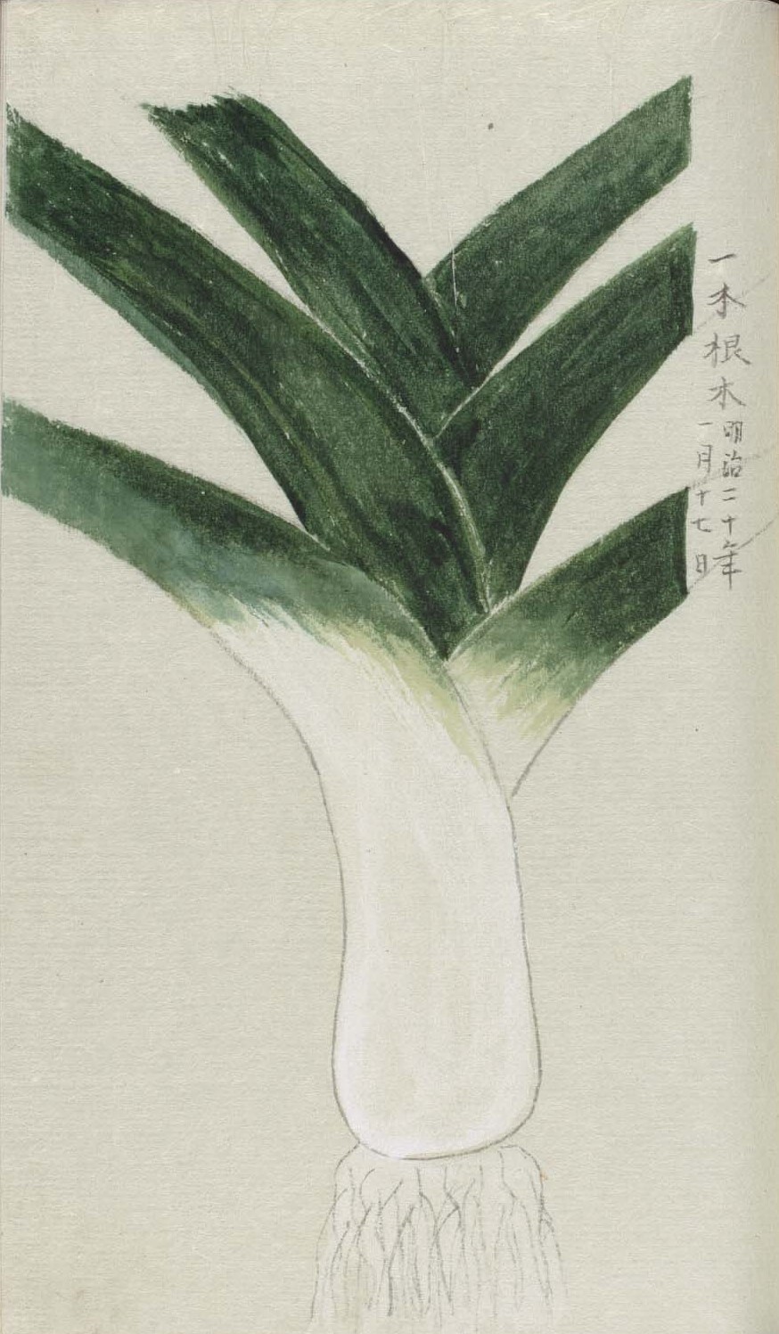 両羽博物図譜　ネギ.jpg