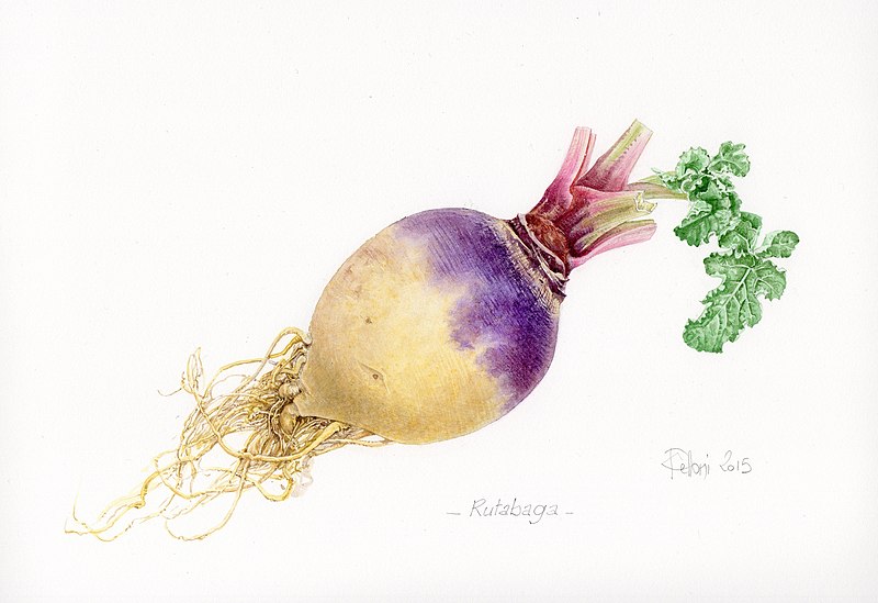 800px-Rutabaga_(Claire_Felloni_2015).jpg