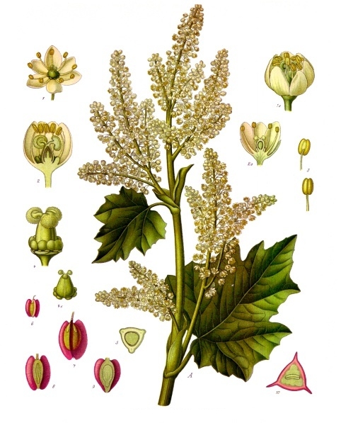 Rheum_officinale_-_Köhler–s_Medizinal-Pflanzen-256.jpg