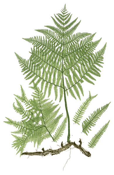 389px-Pteridium_aquilinum_Moore44.png