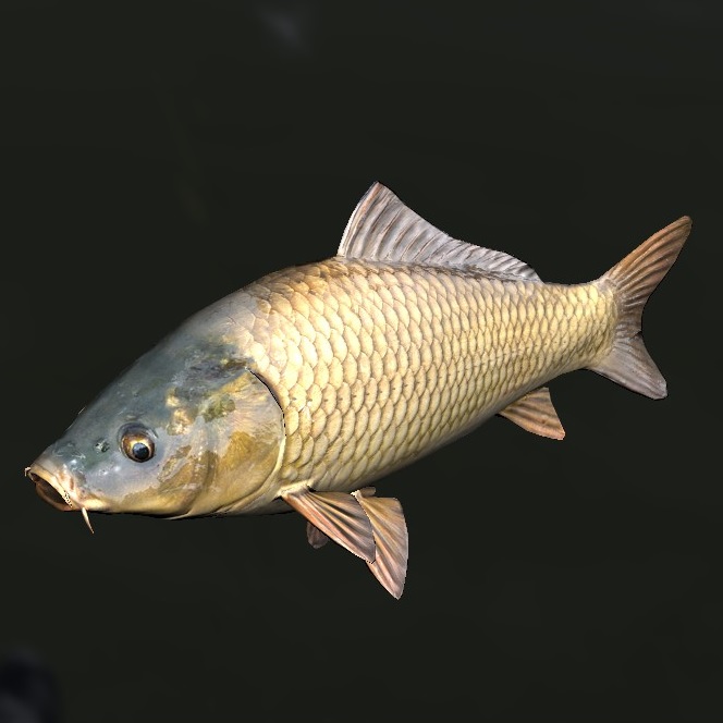 carp.jpg