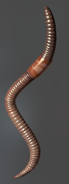 worm.png