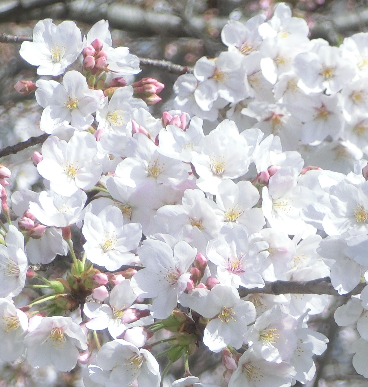Sakura01.jpg