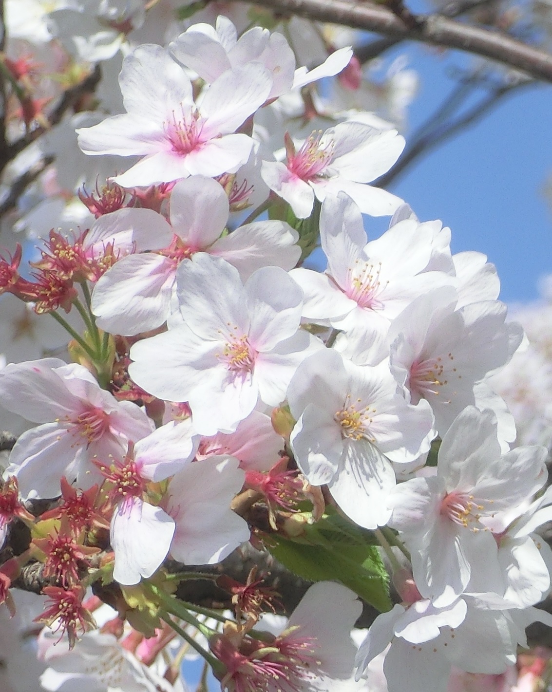 Sakura08.jpg