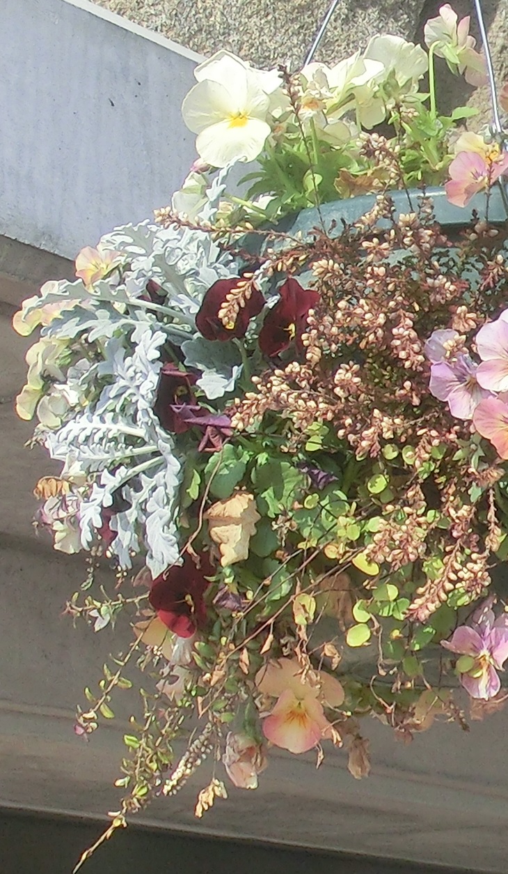 Ibarakiflower1.jpg