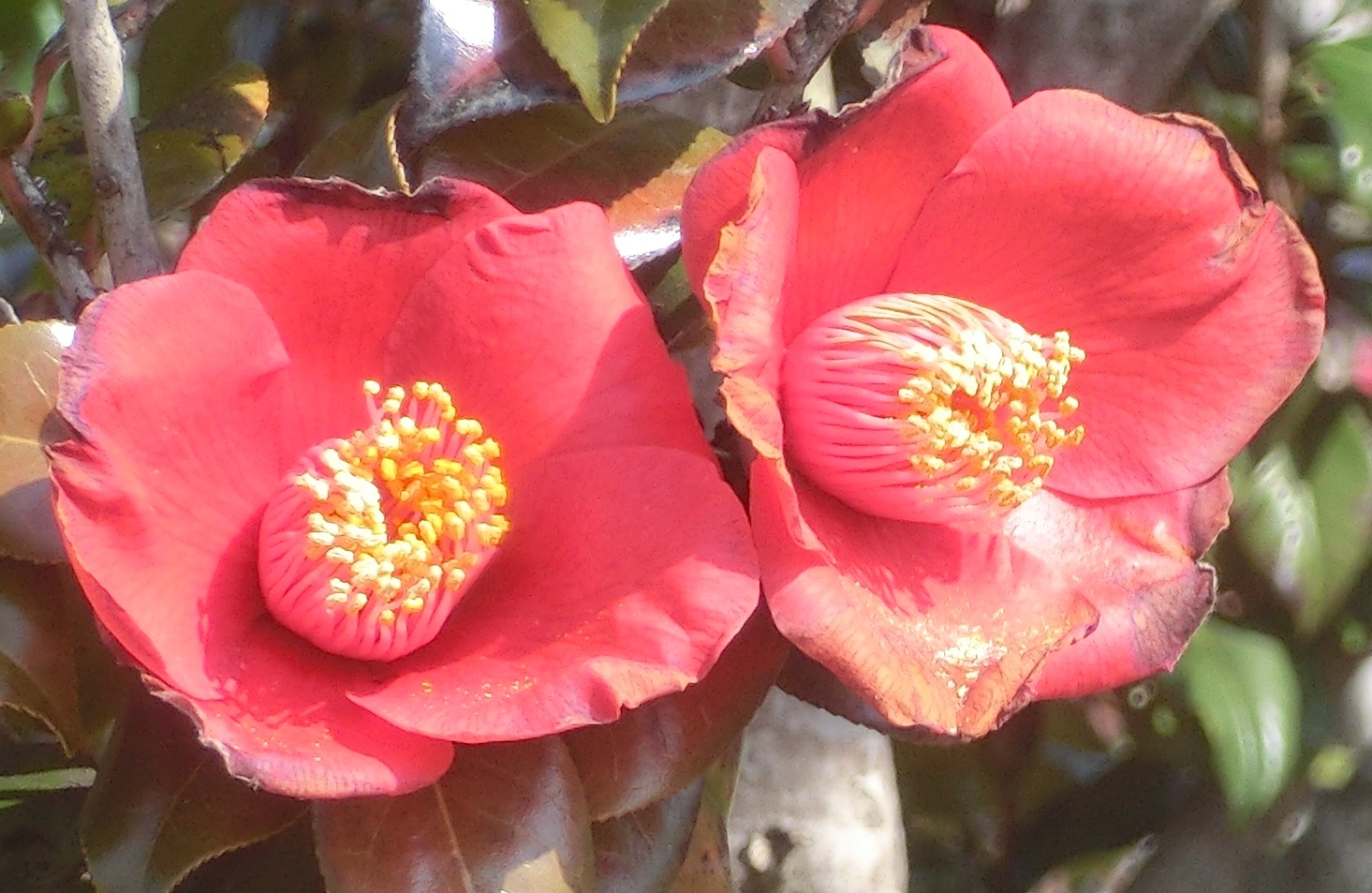 Ibarakiflower3.jpg