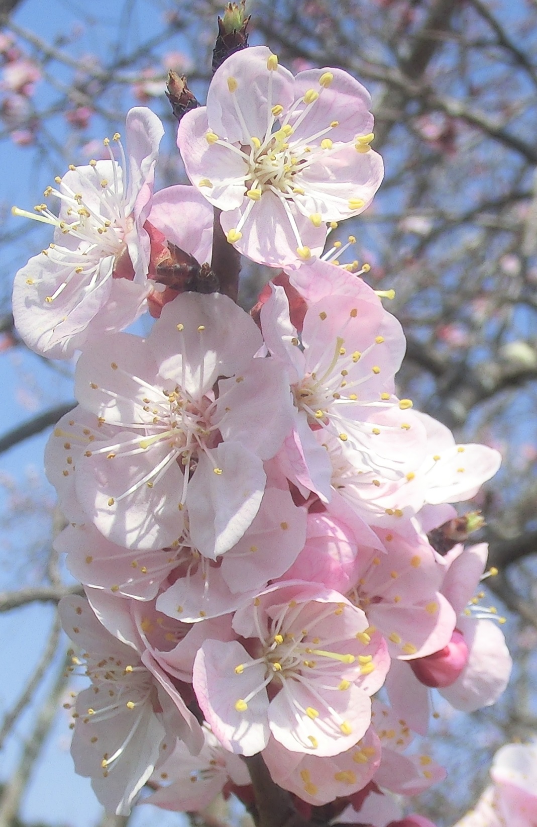 Ibarakiflower4.jpg