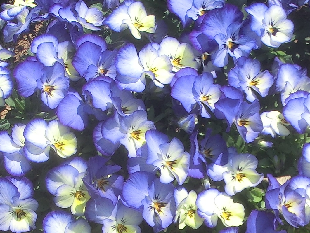 Ibarakiflower5.jpg