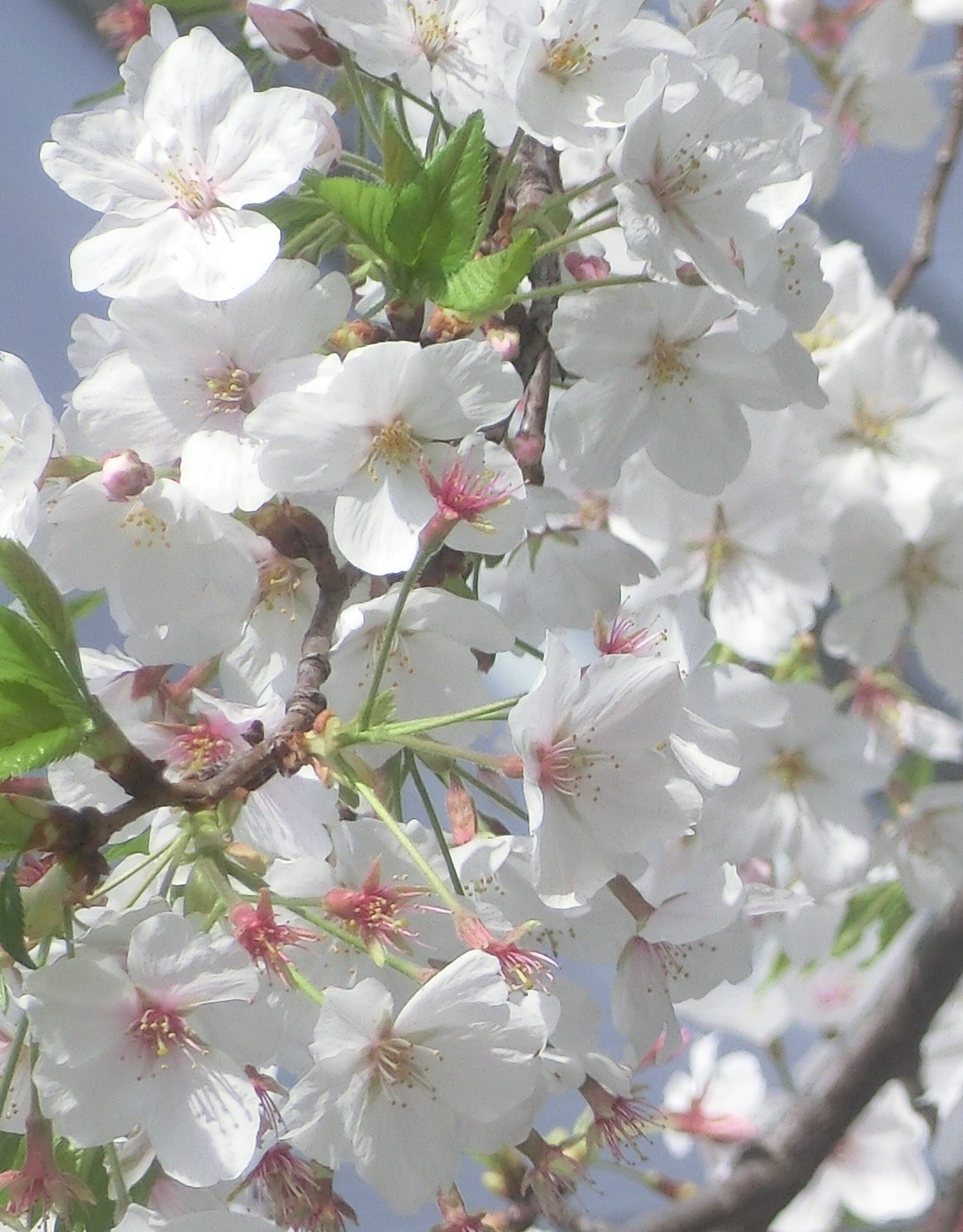 Sakura11.jpg