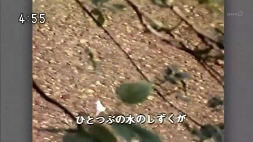 Kawa (2).jpg