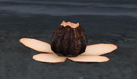 砲仙花夜.jpg