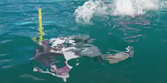 泳ぐ：シノビ.jpg
