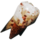 Tooth.png