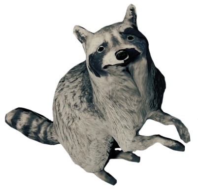 Raccoon.jpg