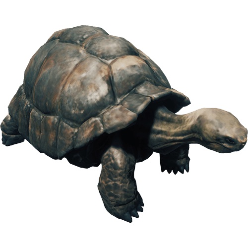 Tortoise.jpg