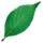 Leaf.png