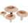 PuffMushroom.png