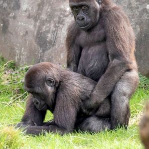 オレ　アナ　ツッコム　チンコ　ツイテテモ　カマワン