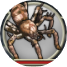 ハンタースパイダーベビー