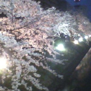 チンドンコンクールの帰りに夜桜撮ってきたよ。