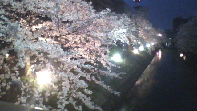 チンドンコンクールの帰りに夜桜撮ってきたよ。