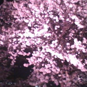 環水公園の夜桜はこんな感じ。
