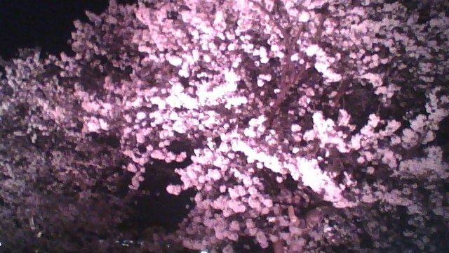 環水公園の夜桜はこんな感じ。